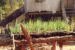 vegetable patch using biodigester effluent